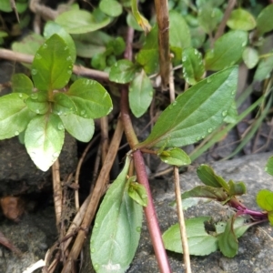 Veronica anagallis-aquatica at Bullen Range - 23 Mar 2024