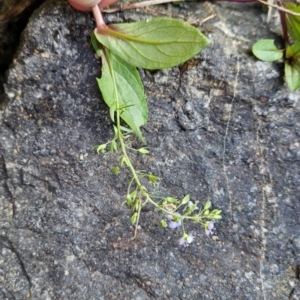 Veronica anagallis-aquatica at Bullen Range - 23 Mar 2024