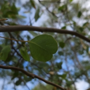 Eucalyptus camphora subsp. humeana at Bullen Range - 23 Mar 2024