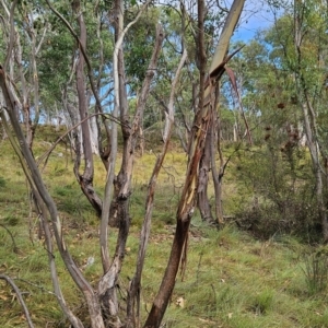 Eucalyptus camphora subsp. humeana at Bullen Range - 23 Mar 2024 10:05 AM