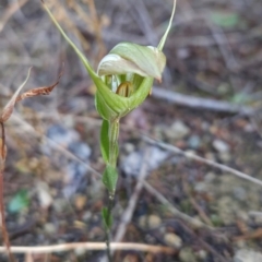 Diplodium reflexum (Dainty Greenhood) at Kambah, ACT - 22 Mar 2024 by BethanyDunne