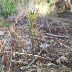 Diplodium reflexum at Bullen Range - suppressed