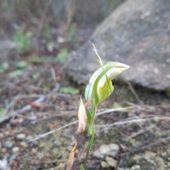 Diplodium reflexum at Bullen Range - suppressed