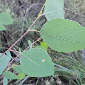 Eucalyptus blakelyi at Bullen Range - 23 Mar 2024