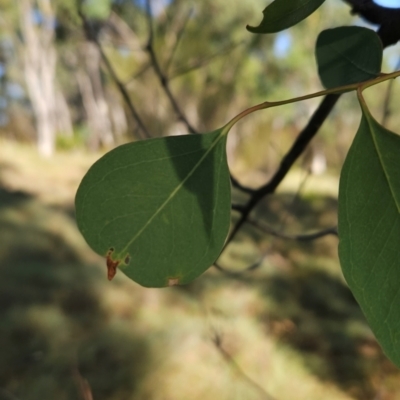 Eucalyptus camphora subsp. humeana (Mountain Swamp Gum) at Kambah, ACT - 22 Mar 2024 by BethanyDunne