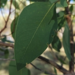 Eucalyptus camphora subsp. humeana at Bullen Range - 23 Mar 2024