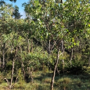 Eucalyptus camphora subsp. humeana at Bullen Range - 23 Mar 2024