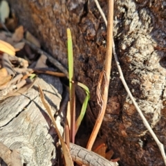 Calochilus saprophyticus (Leafless Beard Orchid) at Kambah, ACT - 22 Mar 2024 by BethanyDunne
