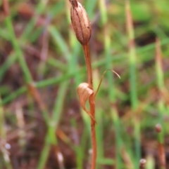 Diplodium sp. (A Greenhood) at Tinderry Mountains - 15 Mar 2024 by AndyRoo