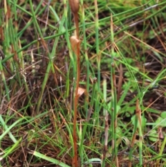 Diplodium sp. at Tinderry Mountains - 16 Mar 2024