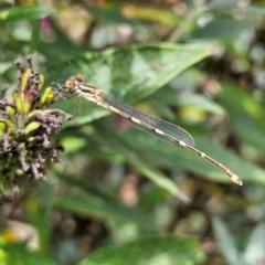 Austrolestes leda (Wandering Ringtail) at QPRC LGA - 23 Mar 2024 by MatthewFrawley