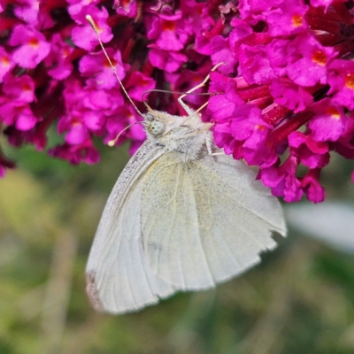 Pieris rapae (Cabbage White) at QPRC LGA - 23 Mar 2024 by MatthewFrawley