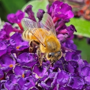 Apis mellifera at QPRC LGA - 23 Mar 2024