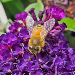 Apis mellifera at QPRC LGA - 23 Mar 2024