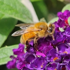 Apis mellifera at QPRC LGA - 23 Mar 2024