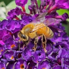 Apis mellifera at QPRC LGA - 23 Mar 2024