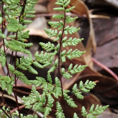 Cheilanthes sieberi subsp. sieberi (Narrow Rock Fern) at Tinderry, NSW - 15 Mar 2024 by AndyRoo