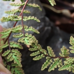 Cheilanthes sieberi subsp. sieberi at Tinderry Mountains - 16 Mar 2024