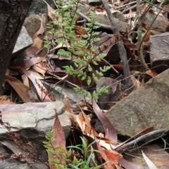 Cheilanthes sieberi subsp. sieberi at Tinderry Mountains - 16 Mar 2024