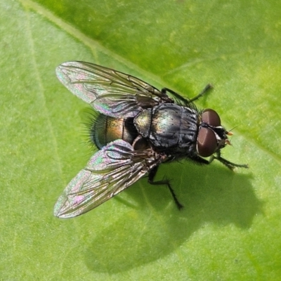 Calliphora vicina (European bluebottle) at QPRC LGA - 23 Mar 2024 by MatthewFrawley