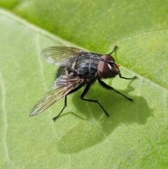 Calliphora vicina at QPRC LGA - 23 Mar 2024