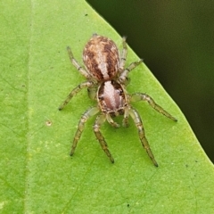 Unidentified Jumping or peacock spider (Salticidae) at Braidwood, NSW - 23 Mar 2024 by MatthewFrawley