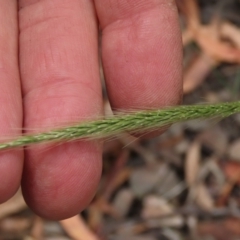 Dichelachne sp. (Plume Grasses) at Tinderry Mountains - 16 Mar 2024 by AndyRoo