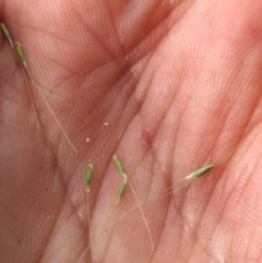 Dichelachne sp. at Tinderry Mountains - 16 Mar 2024 10:56 AM