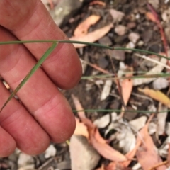 Dichelachne sp. at Tinderry Mountains - 16 Mar 2024 10:56 AM