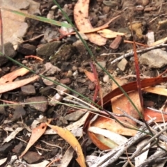 Dichelachne sp. at Tinderry Mountains - 16 Mar 2024