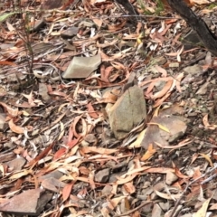 Dichelachne sp. at Tinderry Mountains - 16 Mar 2024 10:56 AM