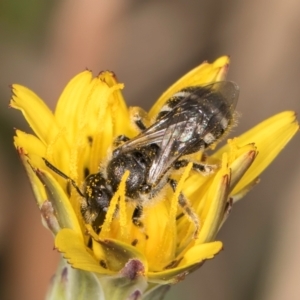 Lasioglossum (Chilalictus) sp. (genus & subgenus) at Crace, ACT - 22 Mar 2024 01:59 PM