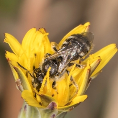 Lasioglossum (Chilalictus) sp. (genus & subgenus) (Halictid bee) at Gungaderra Grasslands - 22 Mar 2024 by kasiaaus