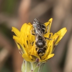 Lasioglossum (Chilalictus) sp. (genus & subgenus) at Gungaderra Grassland (GUN_6) - 22 Mar 2024