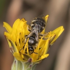 Lasioglossum (Chilalictus) sp. (genus & subgenus) at Crace, ACT - 22 Mar 2024 01:59 PM