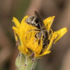 Lasioglossum (Chilalictus) sp. (genus & subgenus) at Gungaderra Grassland (GUN_6) - 22 Mar 2024