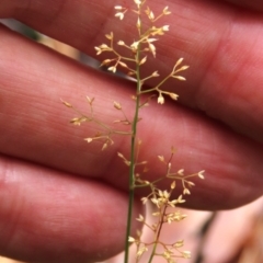 Deyeuxia gunniana (Bog Bent Grass) at Tinderry Mountains - 16 Mar 2024 by AndyRoo