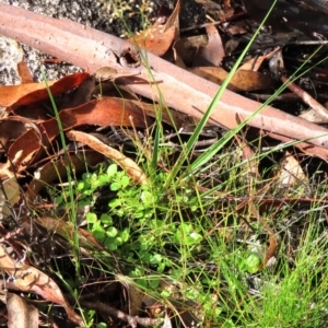 Deyeuxia gunniana at Tinderry Mountains - 16 Mar 2024