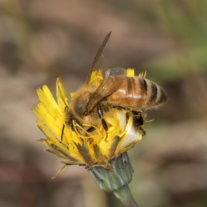 Apis mellifera at Crace, ACT - 22 Mar 2024