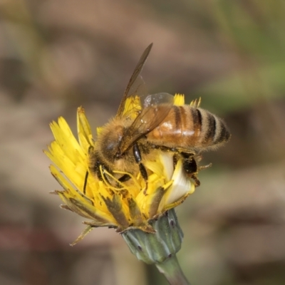 Apis mellifera (European honey bee) at Gungaderra Grasslands - 22 Mar 2024 by kasiaaus