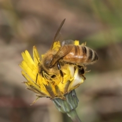 Apis mellifera (European honey bee) at Gungaderra Grasslands - 22 Mar 2024 by kasiaaus