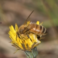 Apis mellifera at Crace, ACT - 22 Mar 2024