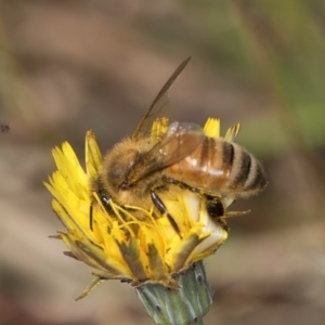 Apis mellifera at Crace, ACT - 22 Mar 2024 01:27 PM