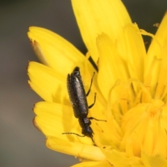 Dasytinae (subfamily) (Soft-winged flower beetle) at Crace, ACT - 22 Mar 2024 by kasiaaus