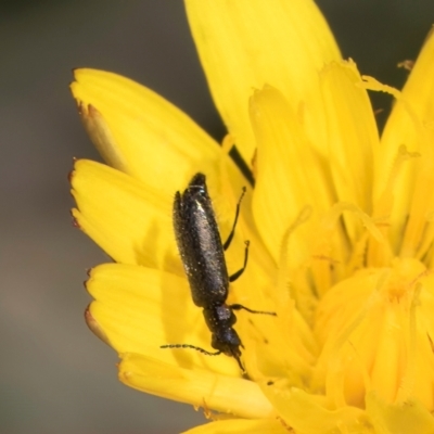 Dasytinae (subfamily) (Soft-winged flower beetle) at Gungaderra Grasslands - 22 Mar 2024 by kasiaaus