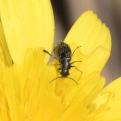 Dasytinae (subfamily) at Crace, ACT - 22 Mar 2024