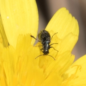 Dasytinae (subfamily) at Crace, ACT - 22 Mar 2024