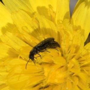 Dasytinae (subfamily) at Gungaderra Grassland (GUN_6) - 22 Mar 2024