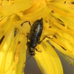 Dasytinae (subfamily) at Gungaderra Grassland (GUN_6) - 22 Mar 2024