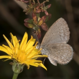 Zizina otis at Gungaderra Grassland (GUN_6) - 22 Mar 2024